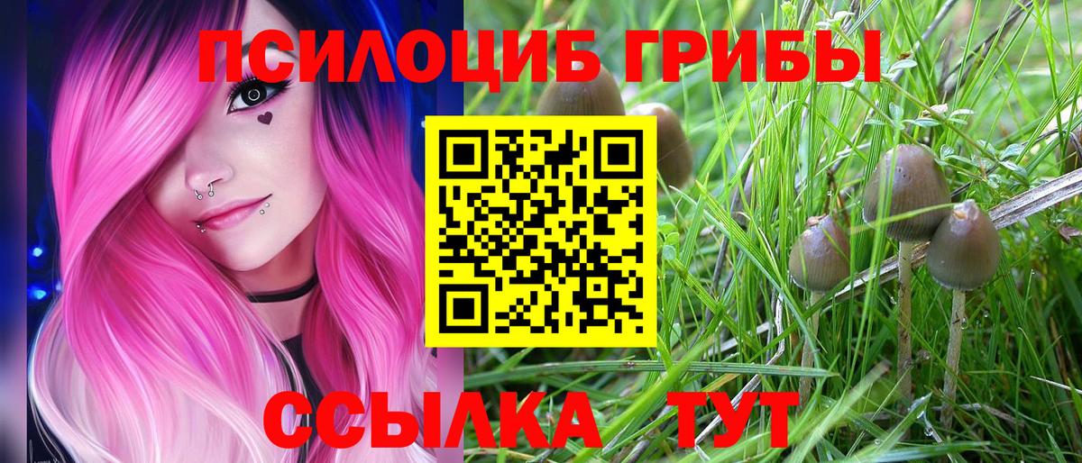 Псилоцибиновые грибы Cubensis Междуреченск